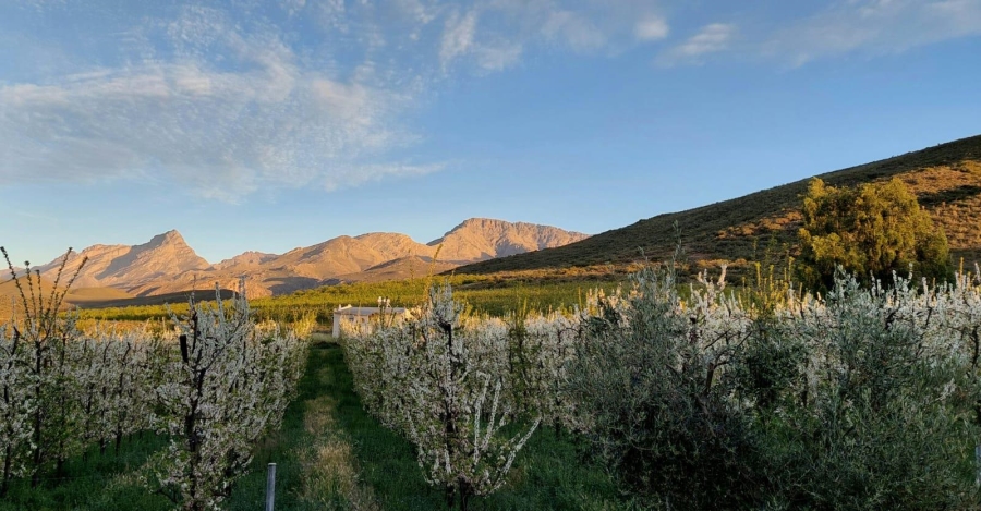 Commercial Property for Sale in Ladismith Rural Western Cape